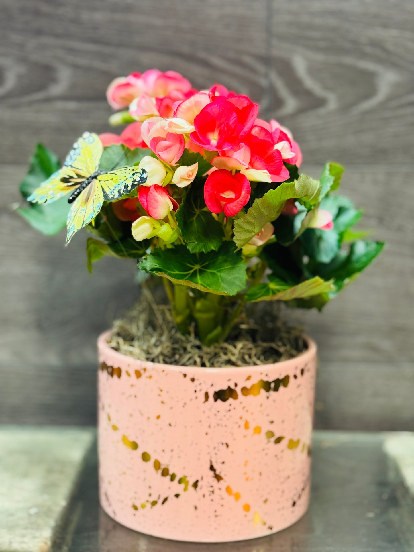 Easter Begonia Bliss