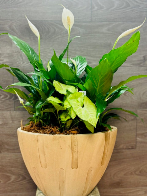 Pot de fleurs de lys de paix couleur crème