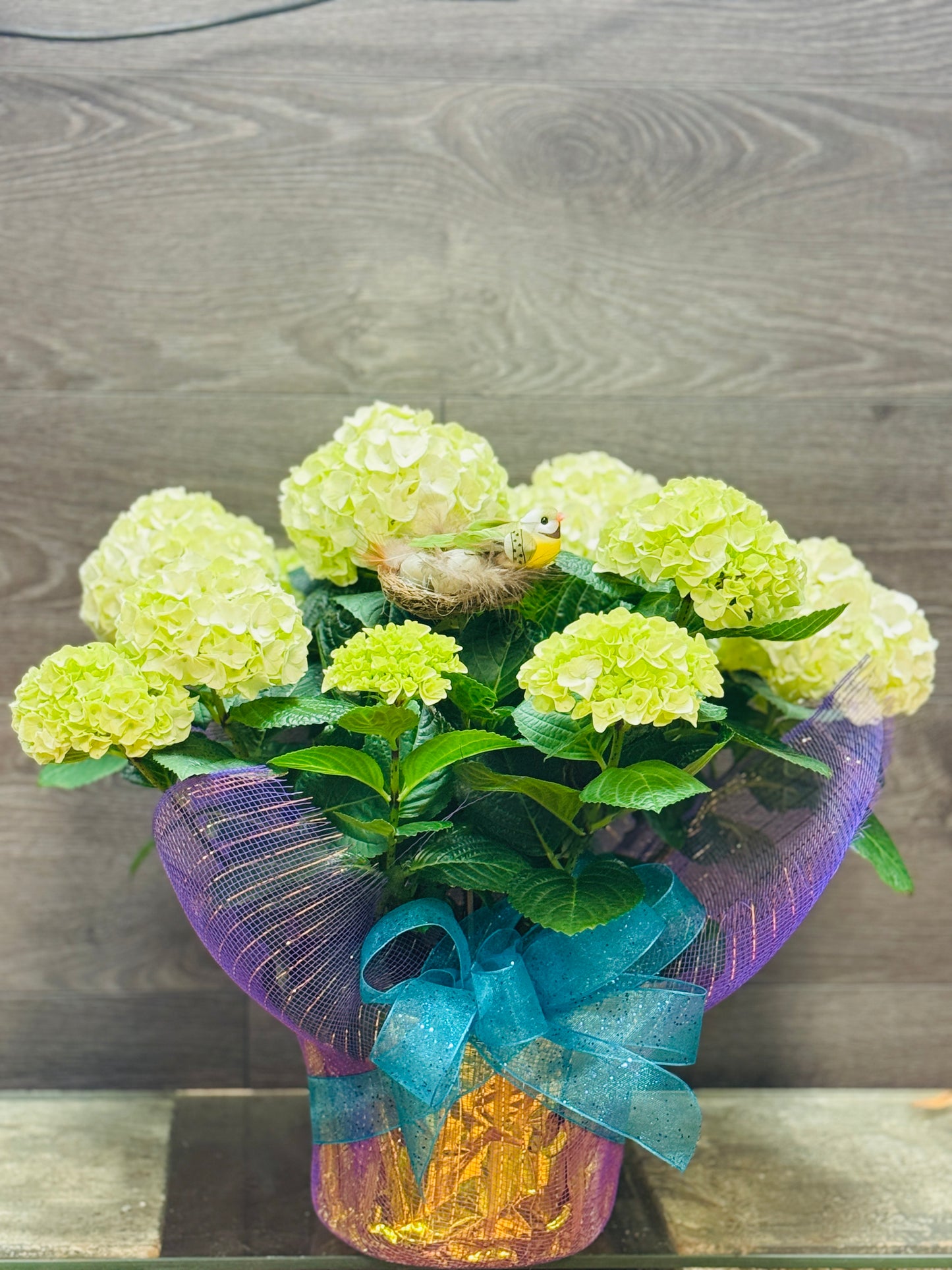 White Hydrangea Plant