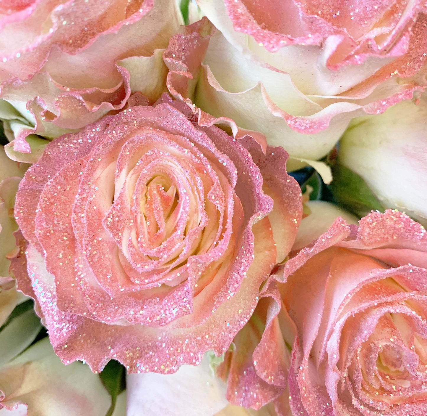 Rosas de color rosa claro