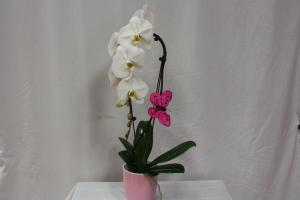 White Orchid Plant