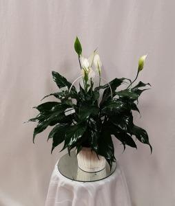 Basket of Peace – Bolton Florist Inc, Bolton ON