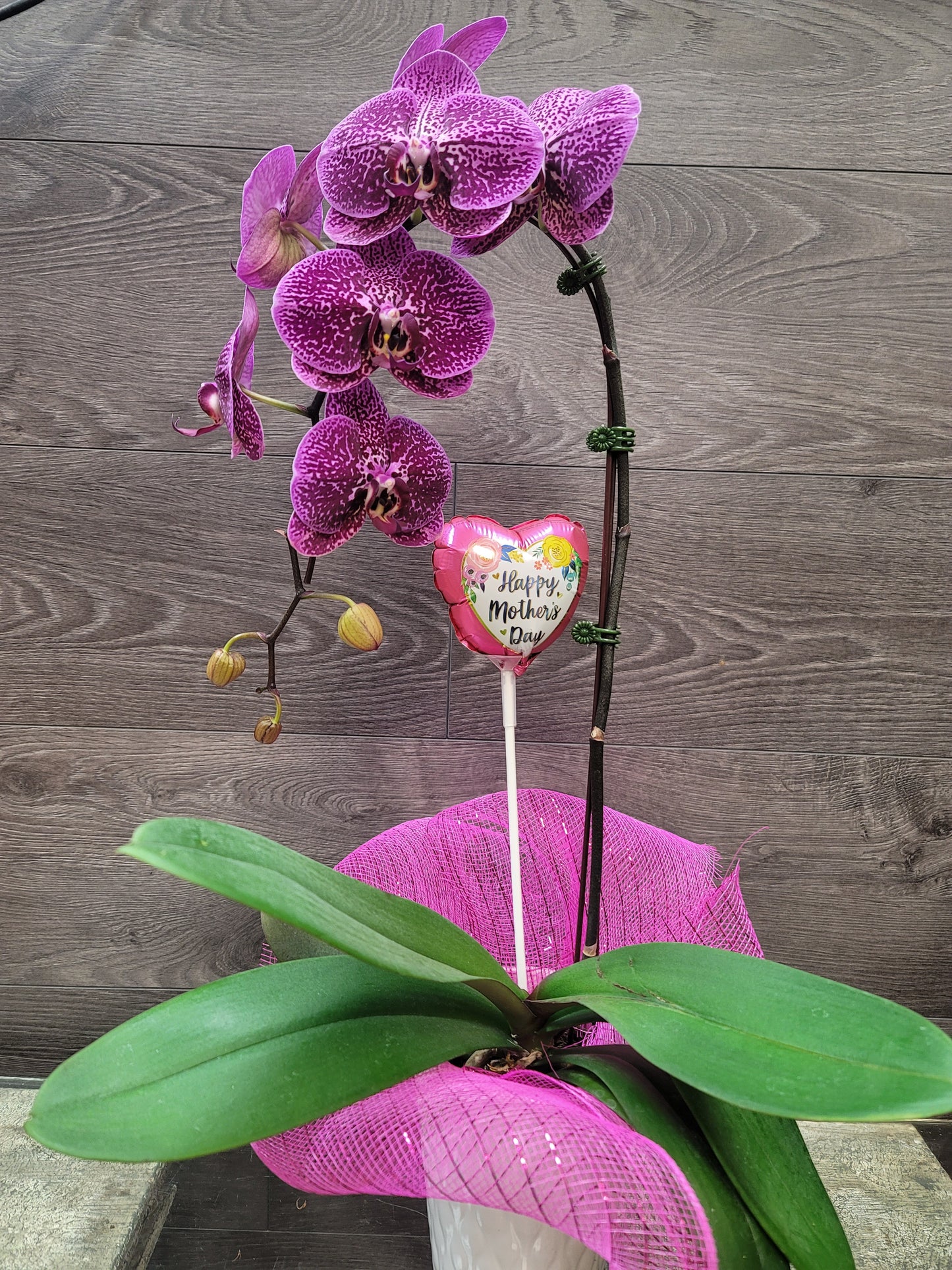 Purple Orchid
