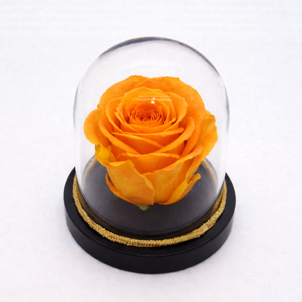 Glam Rose Dome – Bolton Florist Inc, Bolton ON