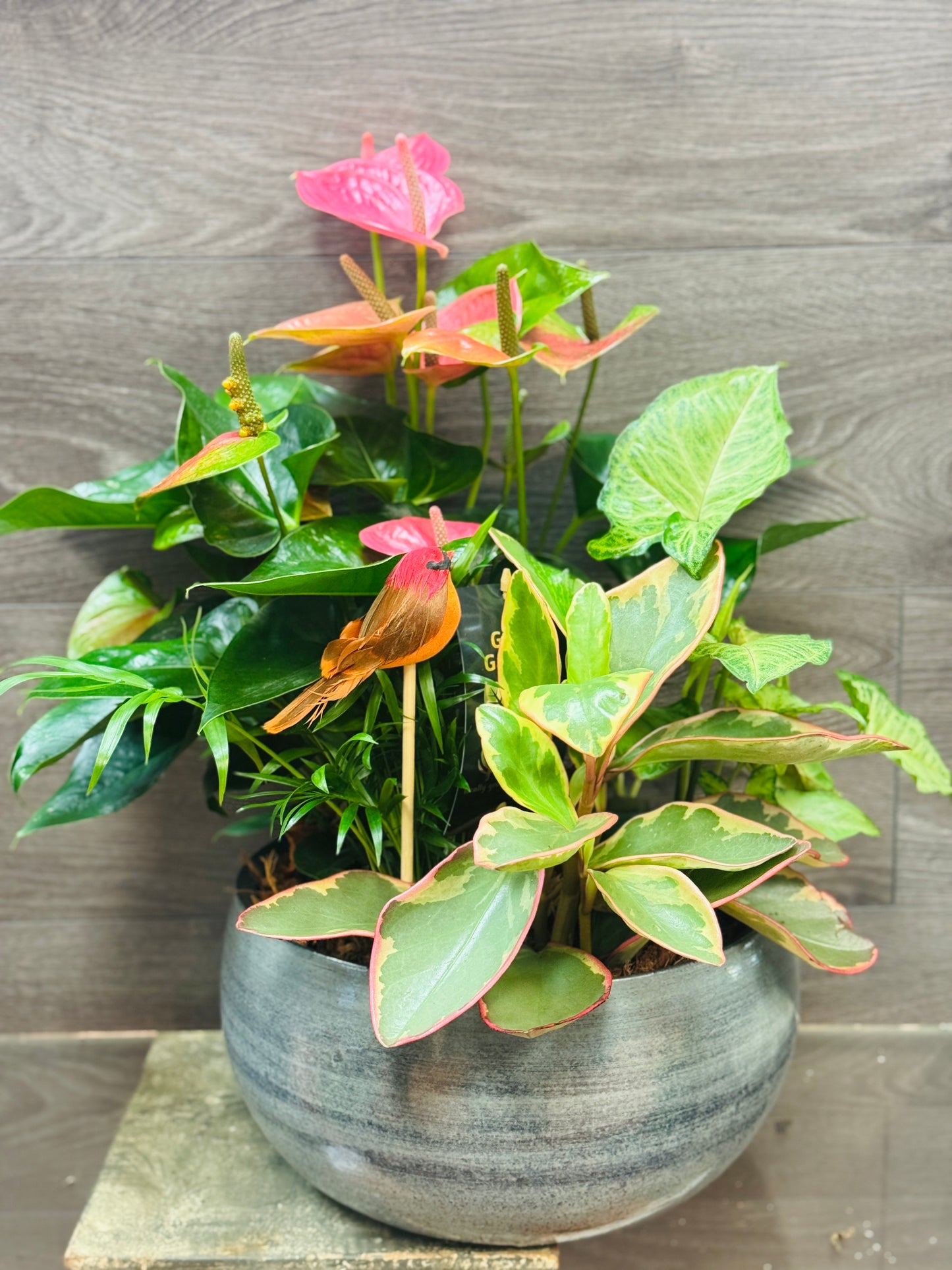 Blue Anthurium Dish Garden
