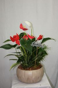 Anthurium crème en pot pour jardin