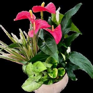 JARDINIÈRE D'ANTHURIUM CRÈME