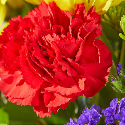 Brighter Days Bouquet –  Bolton Florist Inc, Bolton ON
