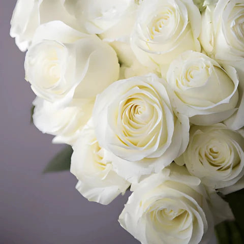 Roses blanches