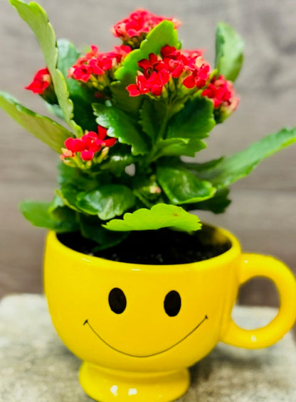 Kalanchoe –  Bolton Florist Inc, Bolton ON