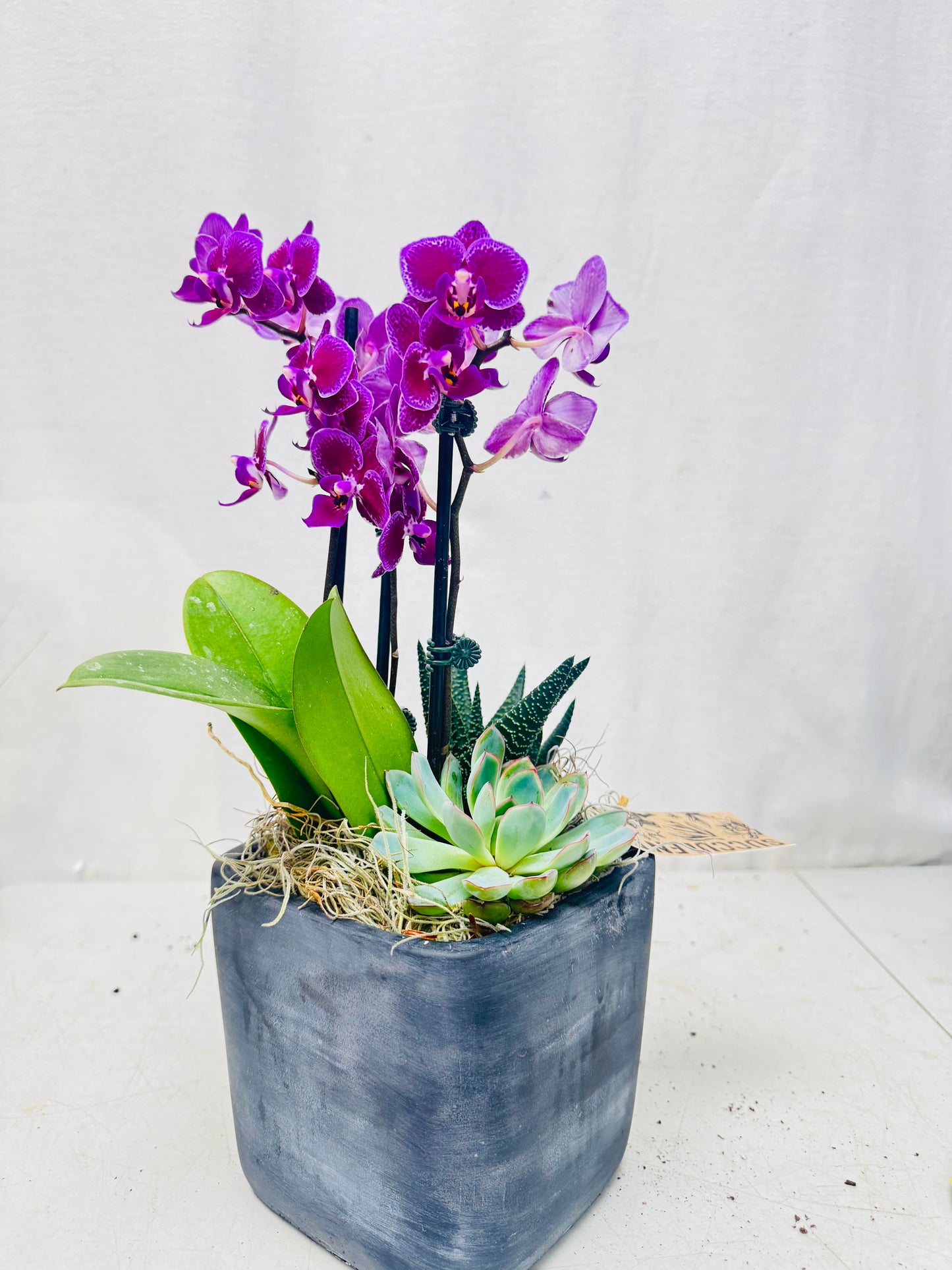 Mini Orchid Succulent DG