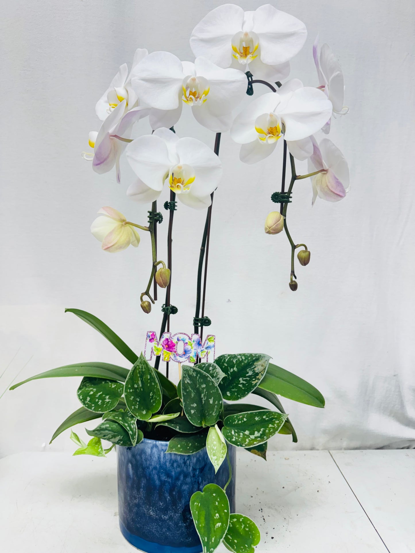 White Orchid Plant