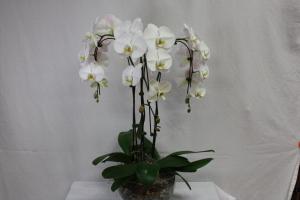 Multi-Orchid Planter –  Bolton Florist Inc, Bolton ON