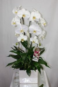 Harmony planter –  Bolton Florist Inc, Bolton ON