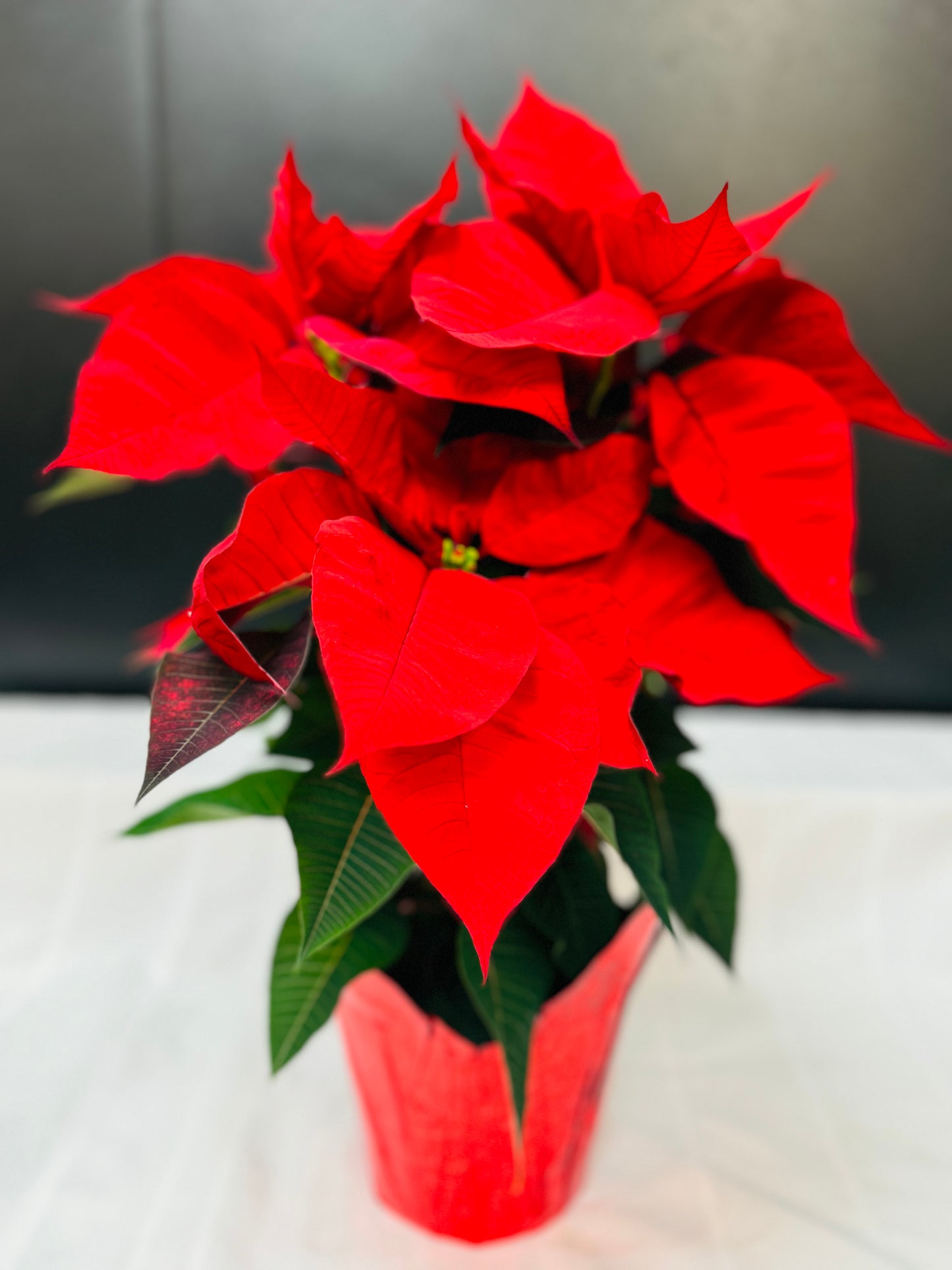 POINSETTIA