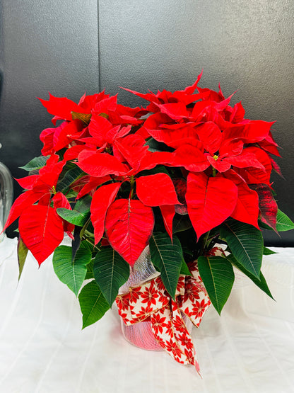 POINSETTIA