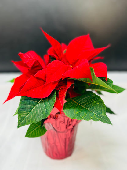 POINSETTIA