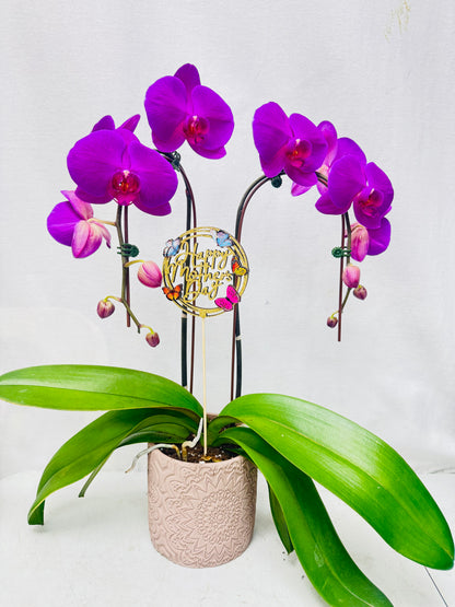 Purple Orchid –  Bolton Florist Inc, Bolton ON