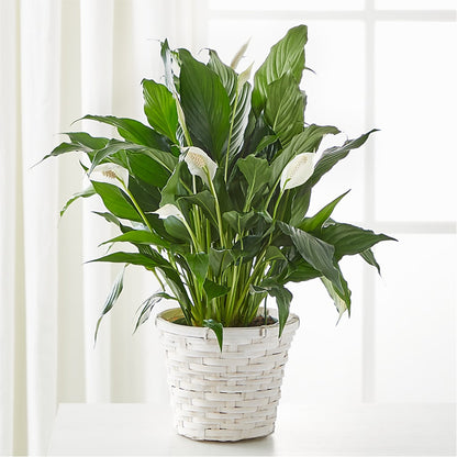 A New Leaf Peace Lily –  Bolton Florist Inc, Bolton ON