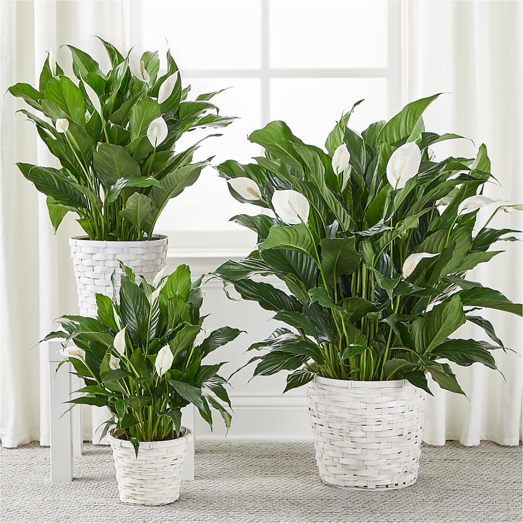 A New Leaf Peace Lily –  Bolton Florist Inc, Bolton ON