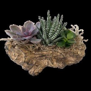 Succulent Log –  Bolton Florist Inc, Bolton ON