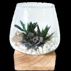 Terrarium pour plantes grasses avec base en bois