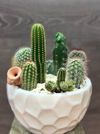 Succulent Haven –  Bolton Florist Inc, Bolton ON