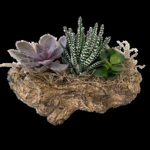 Succulent Log