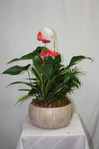 Cream Anthurium Dish Garden