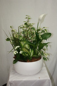 White Tropical Dish Garden