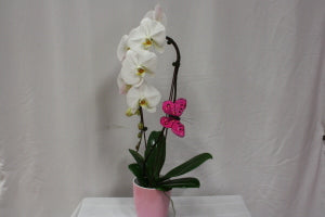 White Orchid Plant