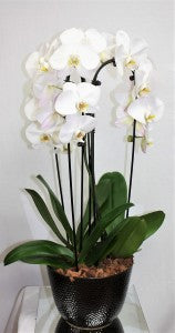 white orchid plant