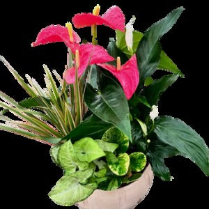 cREAM aNTHURIUM pLANTER