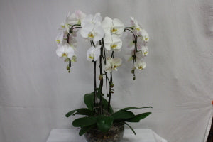 Multi-Orchid Planter