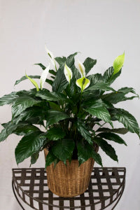 Large Peace Lily